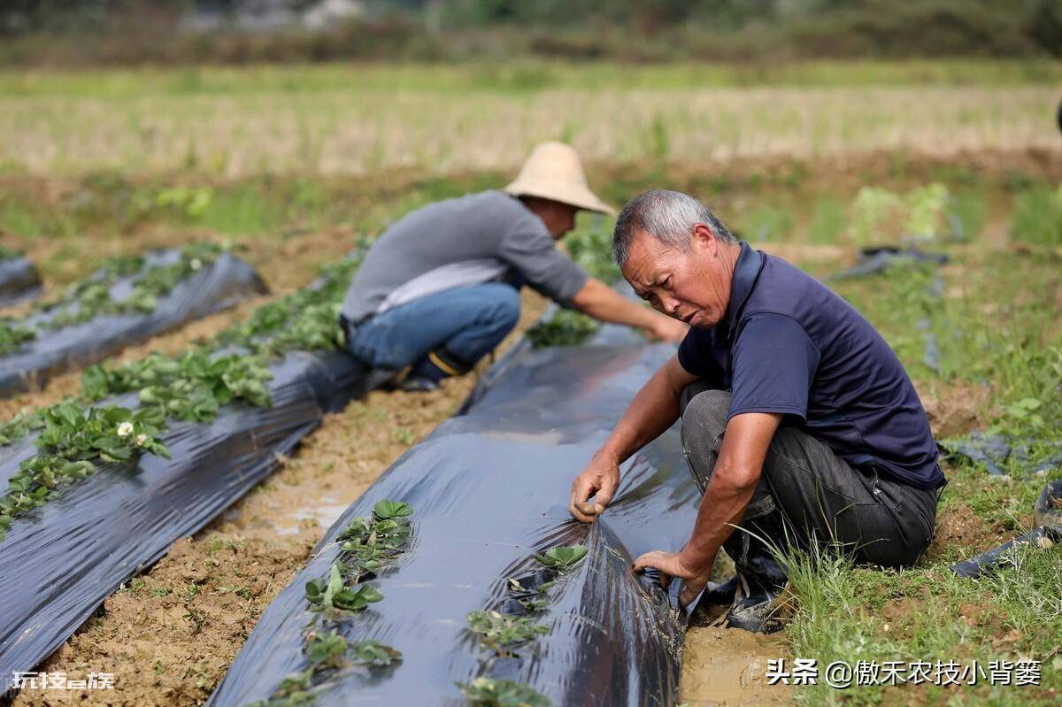 黑地膜和白地膜哪个效果好点(秋冬季节种植选择身颜色地膜)-图片11